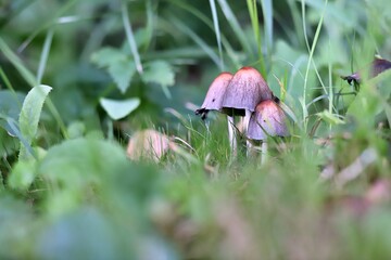 grzyb makro © Katarzyna