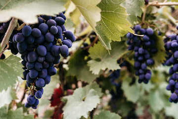 Delicious and healthy fruits, fresh autumn harvest. Ripe red grapes hang in a cluster on a green...