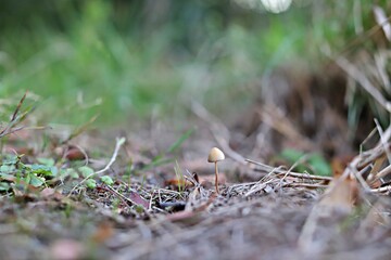 grzyb makro © Katarzyna