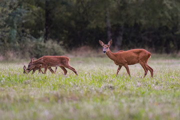 roe deer in nature