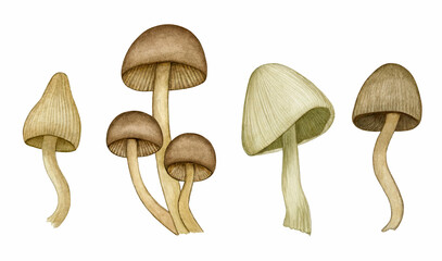 Watercolor different poisonous forest mushroom set. Inedible toxic fungus, toadstool. Fall season illustration. Hand drawn elements isolated on white for autumn and Halloween design
