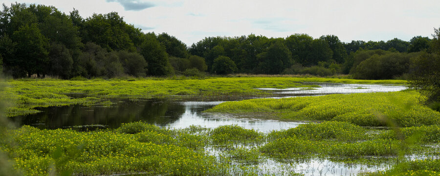pond in sologne