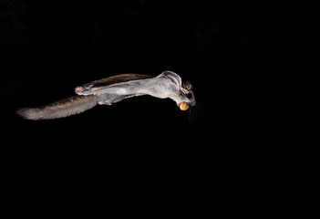 Wild Northern Flying Squirrel in mid air on a black night with a peanut in the shell returning to its den to store for winter in North Quebec, Canada.