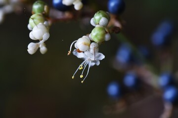 Pollia japonica flowers and fruits / A Commelinaceae pennial plant