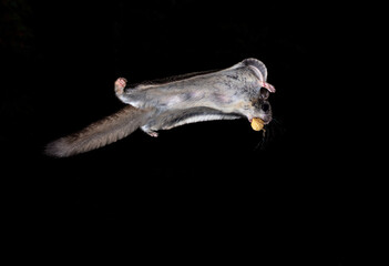 Wild Northern Flying Squirrel in mid air on a black night with a peanut in the shell returning to...