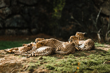 a group of cheetahs lying in the grass in the sun