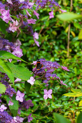 Admiral Falter Schmetterling auf einer Hortensie Blüte