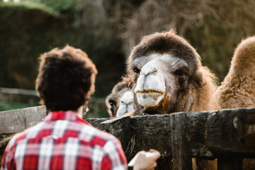 camel looking angrily at person in a zoo