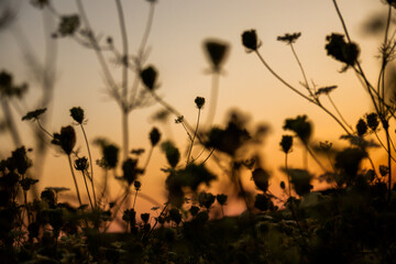 sunset in a field of flowers