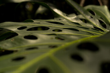 close up of leaf