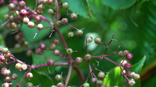 Ripening fruits of Black Elder in natural environment (Sambucus nigra) - (4K)