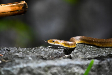 close up of a snake