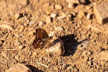 Duke of Burgundy Fritillary ( Hamearis lucina ) At rest on stony ground