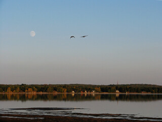 Geese on lake