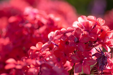 Flower background. Pink Phlox inflorescences close-up in the garden on a summer day. Botanical macrophotography for illustration of Phlox