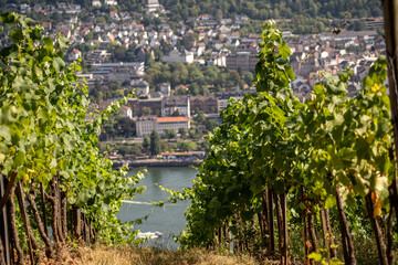 Beautiful hillside vineyards along the Rhine River near ruedesheim and the niederwald monument