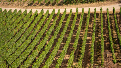 Beautiful hillside vineyards along the Rhine River near ruedesheim and the niederwald monument