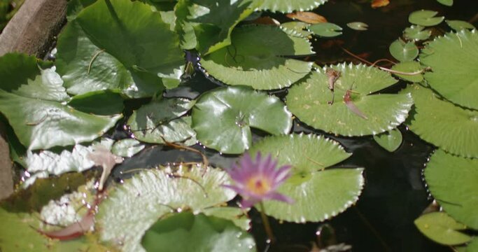 Tropical pond flower in a Grenada Garden, Grenada