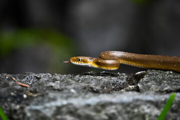 snake