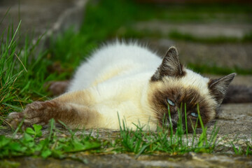 Obraz premium Lazy siamese cat with blue eyes resting on the sidewalk