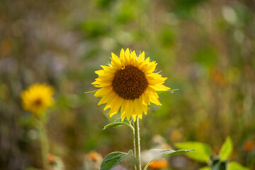 Beautiful sunflowers bloom in a sunflower field on a late summer day