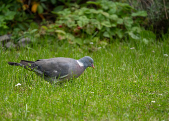 pidgeon searching for grass seeds in garden in summer time