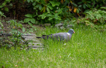 pidgeon searching for grass seeds in garden in summer time
