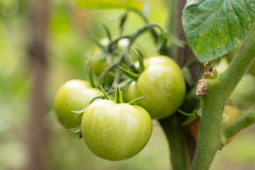 Close-up photo of the green tomatoes growing in the garden,Unripe fresh and organic.Photo taken in September 2020 London