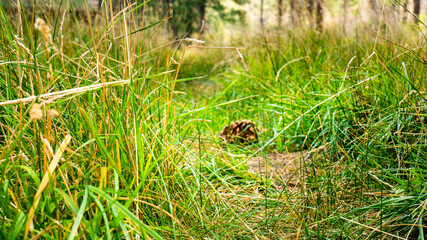 Pinecone laying in grass