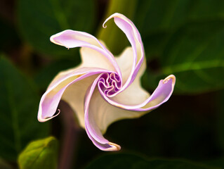 Knospe einer aufblühenden Teulfelstrompete Datura © Michael