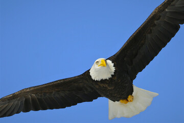 bald eagle in flight on blue sky, closeup looking down.