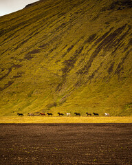 horses of Landmannalaugar is a place in the Fjallabak Nature Reserve in the Highlands of Iceland....