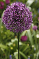 Dutch garden, tulips