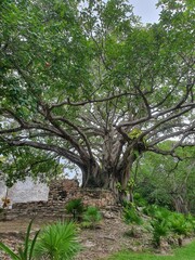 El meco, Cancùn, Mèxico 