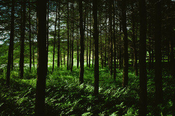 Dense forest with sunlight shining through lush green mature trees.