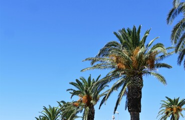Obraz na płótnie Canvas Tropic exotic palm trees and blue sky