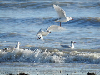 Seagulls by the sea by the waves