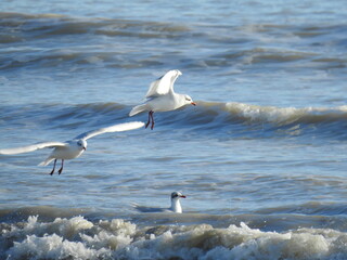 Seagulls by the sea by the waves