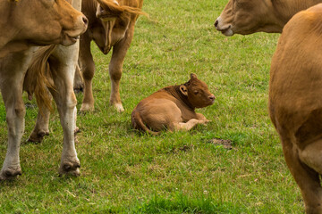 brown baby cow inbetween herd resting on a green meadow in summertime, pfalz