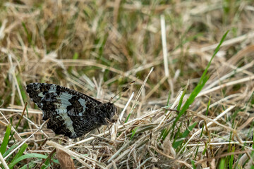 closeup of a monarch butterfly resting on brown grass