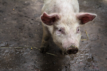 Pig, pink pig, on a farm. Dirty face and body.