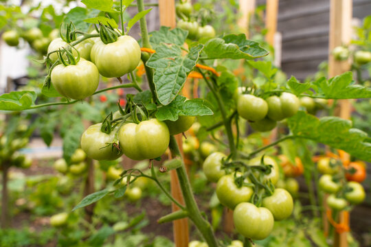 Close-up photo of the green tomatoes growing in the garden,Unripe fresh and organic.Photo taken in September 2020 London