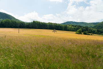 beautiful landscape in the Southwest Palatinate (südwestpfalz) with a lonely tree on a meadow in summer near fischbach