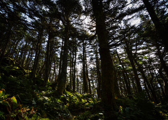 trees in mossy forest
Killington Peak VT
