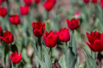 a red tulip blooming in spring