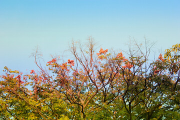 red and yellow flowers against blue sky