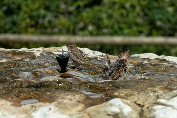 House sparrows taking and enjoying a bath on a hot summer day in cold water from a stone sprinkler fountain, splashing water