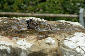 House sparrows taking and enjoying a bath on a hot summer day in cold water from a stone sprinkler fountain, splashing water