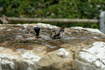 House sparrows taking and enjoying a bath on a hot summer day in cold water from a stone sprinkler fountain, splashing water