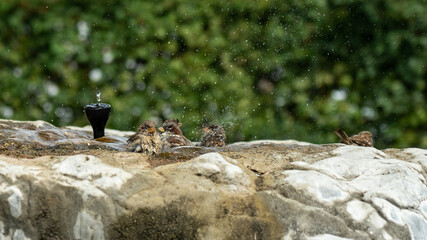 House sparrows taking and enjoying a bath on a hot summer day in cold water from a stone sprinkler fountain, splashing water